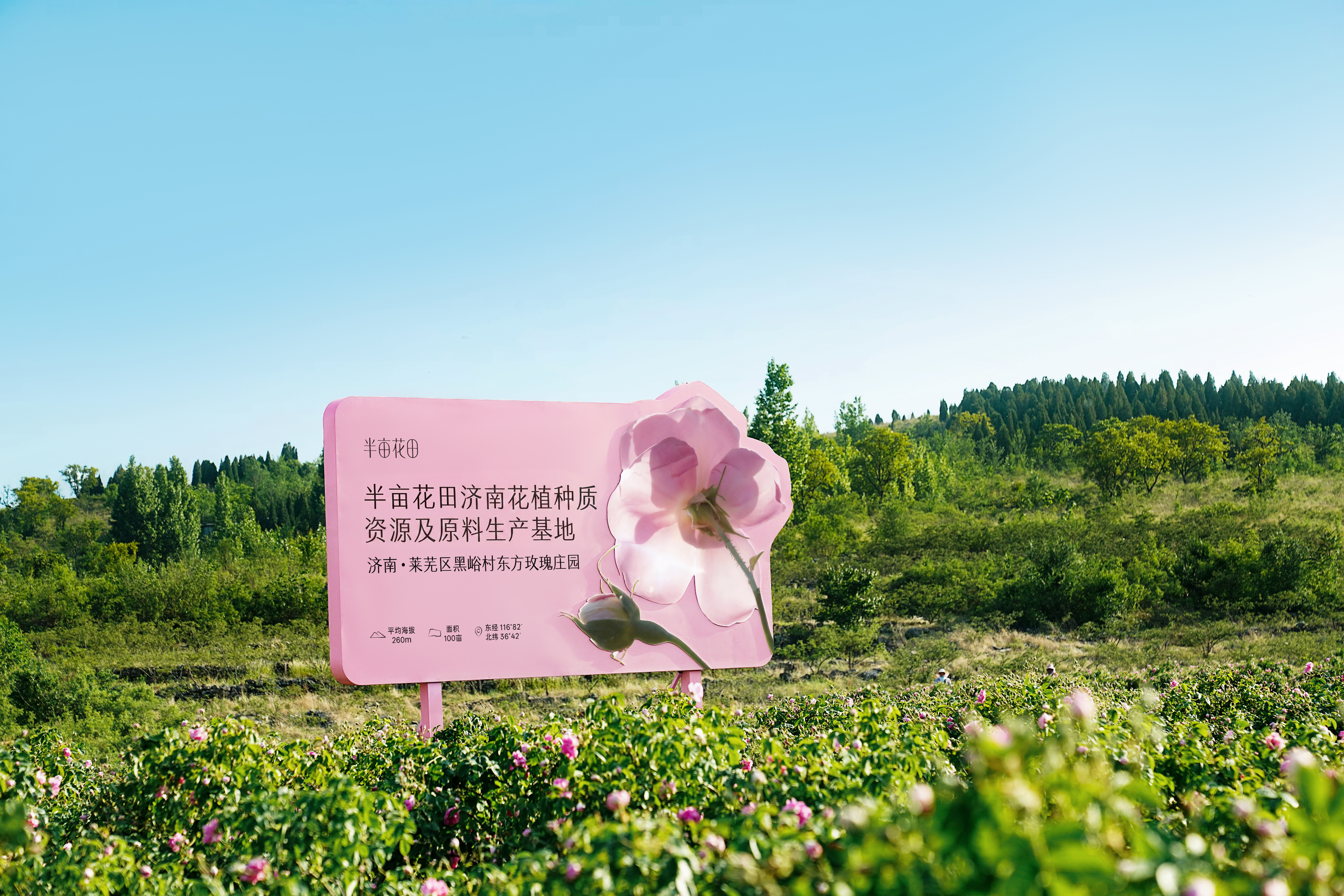 Dream Garden's 16 Years of Deep Cultivation in Natural Flower and Plant Research